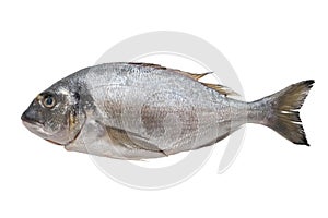 Fresh dorado fish. Top view, isolated on white.