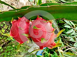 Fresh dragon fruits on a tree in an organic garden, with green leaves and thorns