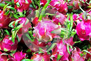 Fresh Dragon Fruits in the morning market