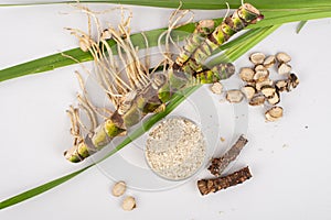 Fresh and dried Acorus calamus roots, also known as sweet flag, calamus leaves and powder isolated on light background