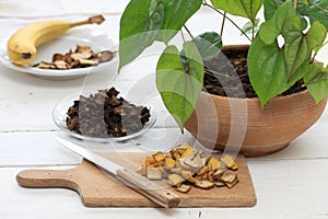 Fresh and dried banana peel good for plant and flower fertilization