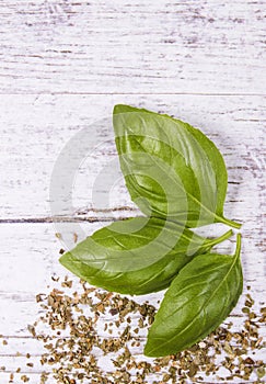 Fresh and dried basil plant for healthy cooking, herbs and spices.