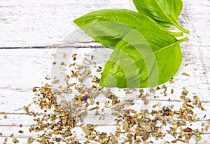 Fresh and dried basil plant for healthy cooking, herbs and spices.