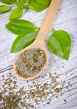 Fresh and dried basil plant for healthy cooking, herbs and spices.