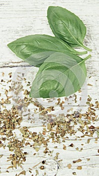 Fresh and dried basil plant for healthy cooking, herbs and spices.