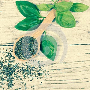 Fresh and dried basil plant for healthy cooking, herbs and spices.