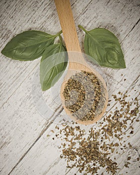 Fresh and dried basil plant for healthy cooking, herbs and spices.