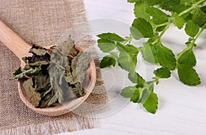 Fresh and dried lemon balm with spoon on white wooden table, herbalism