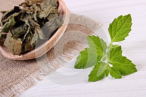 Fresh and dried lemon balm with spoon on white wooden table, herbalism