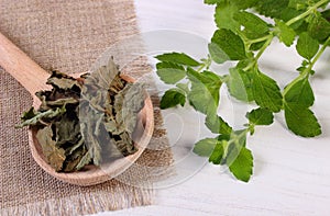 Fresh and dried lemon balm with spoon on white wooden table, herbalism photo