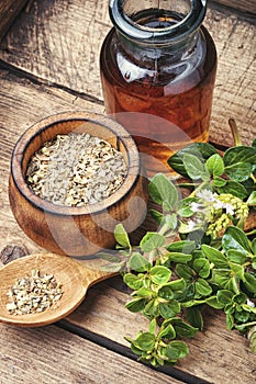 Fresh and dried oregano herb