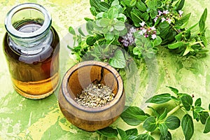 Fresh and dried oregano herb