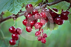 Fresh and dried red currants