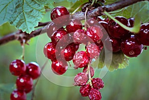 Fresh and dried red currants