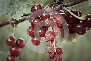 Fresh and dried red currants