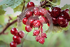 Fresh and dried red currants