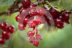 Fresh and dried red currants