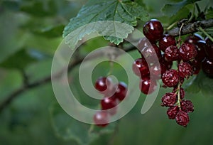 Fresh and dried red currants