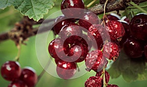 Fresh and dried red currants