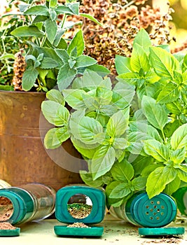 Fresh and dried spices