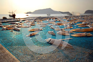 Fresh, dried squid in the morning.