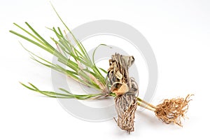 Fresh and dried vetiver grass or vetiveria zizanioides tree isolated on white background photo