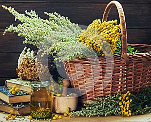 Fresh and dried wiild herbs: absinth wormwood plant, tansy, dried St. John`s wort, clover and mifoil