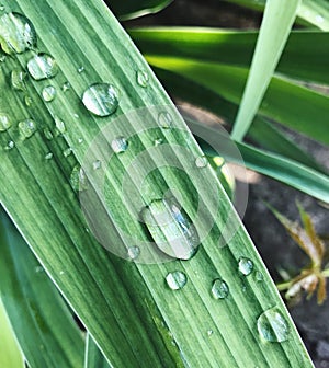 Fresh drops of dew. Summer morning in nature