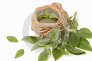 Fresh and dry basil , herbs and spices