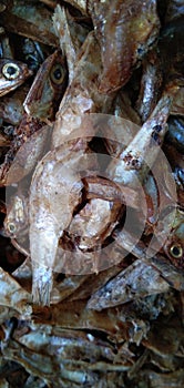 Fresh dry fish , small dried fish