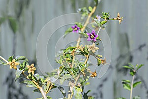 Fresh and dry flowers of Goji berry on its branch