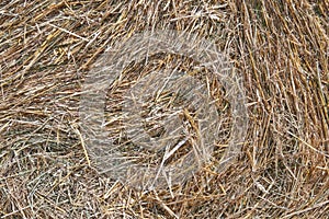 Fresh dry hay, photographed close-up for the background.
