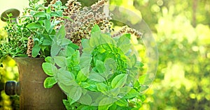 Fresh and dry herbs - spices