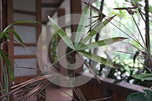 Fresh and dry leaves of a houseplant on thin stems