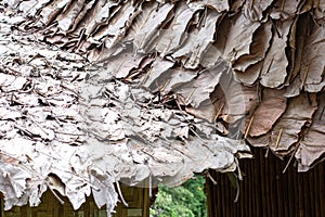 Fresh Dry Leaves And The Old Ones