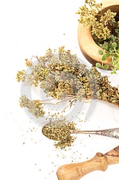 Fresh dry oregano on antique spoon and wooden mortar with pestle on withe background.