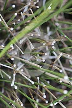 Fresh and dry twigs