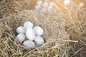 Fresh duck eggs laid on rice straw