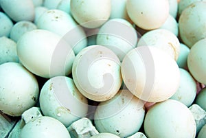 Fresh duck's egg