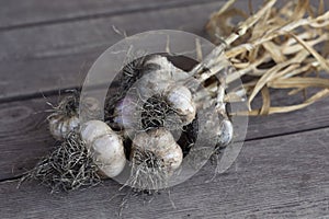 Fresh garlic after ingathering on wooden ristic surface photo