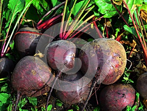 Fresh dug from the ground beet