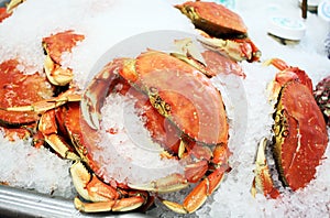 Fresh Dungeness Crab on Ice photo
