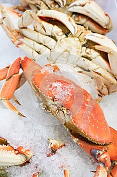 Fresh Dungeness crab on ice