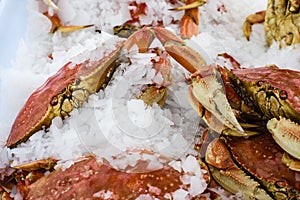 Fresh Dungeness crab at the market