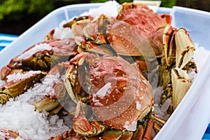 Fresh Dungeness crab at the market