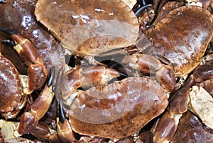 Fresh Dungeness Crabs photo