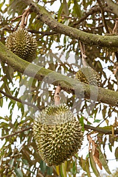 Fresh durian on durian tree.