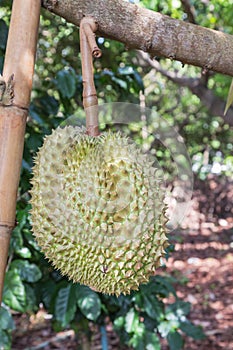 Fresh Durian Durio zibethinus king of tropical fruits growth in organic farm