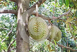 Fresh Durian Durio zibethinus king of tropical fruits growth in organic farm