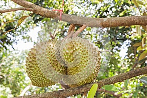 Fresh Durian Durio zibethinus king of tropical fruits growth in organic farm